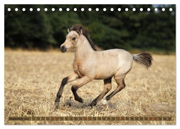 Produktbild: Ponys, die starken Pers&ouml;nlichkeiten (Tischkalender 2026 DIN A5 quer), CALVENDO Monatskalender