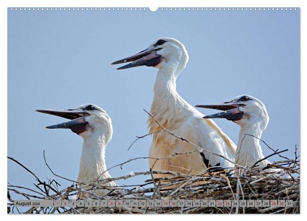 Produktbild: Zu Gast bei Familie Storch (Wandkalender 2026 DIN A2 quer), CALVENDO Monatskalender