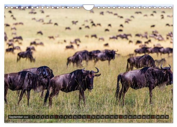 Produktbild: Kenia 2026 (Wandkalender 2026 DIN A4 quer), CALVENDO Monatskalender