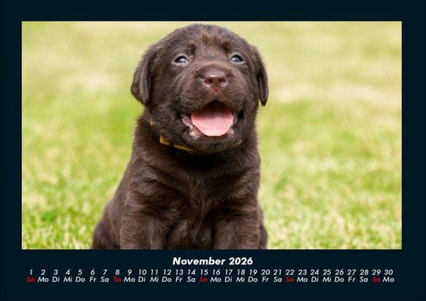 Produktbild: Welt der Tiere 2026 Fotokalender DIN A4