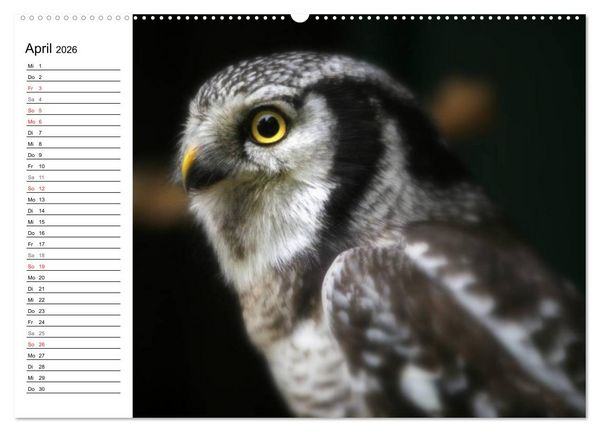 Produktbild: Greifv&ouml;gel, Eulen und K&auml;uze (hochwertiger Premium Wandkalender 2026 DIN A2 quer), Kunstdruck in Hochglanz