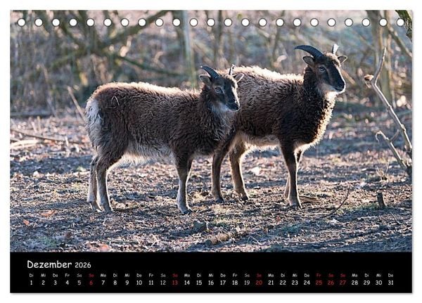 Produktbild: Schafe und L&auml;mmer (Tischkalender 2026 DIN A5 quer), CALVENDO Monatskalender
