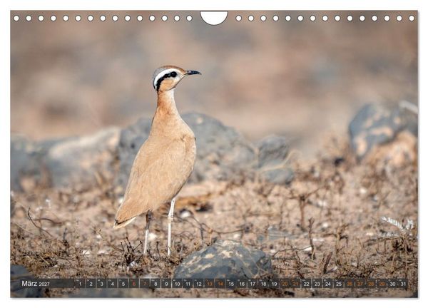 Produktbild: Die sch&ouml;nsten Brutv&ouml;gel Lanzarotes (Wandkalender 2027 DIN A4 quer), CALVENDO Monatskalender