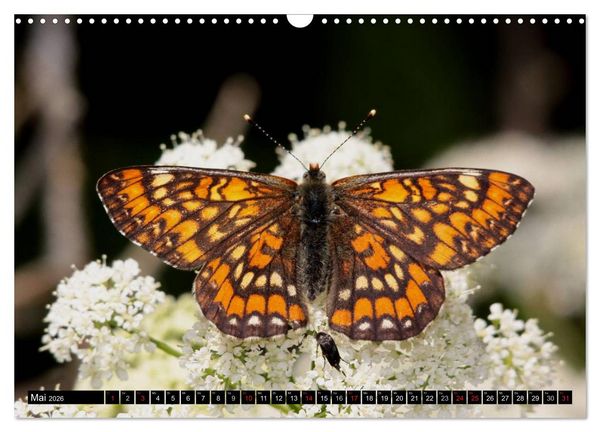 Produktbild: Seltene Schmetterlinge in Deutschland (Wandkalender 2026 DIN A3 quer), CALVENDO Monatskalender