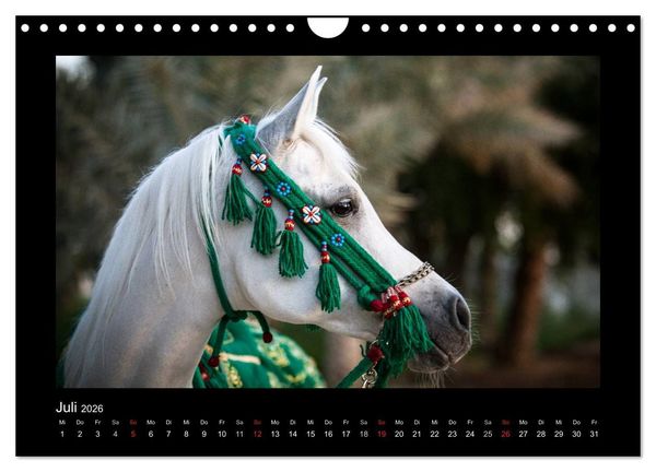 Produktbild: Vollblutaraber (Wandkalender 2026 DIN A4 quer), CALVENDO Monatskalender