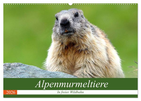 Produktbild: Alpenmurmeltiere in freier Wildbahn (Wandkalender 2026 DIN A2 quer), CALVENDO Monatskalender