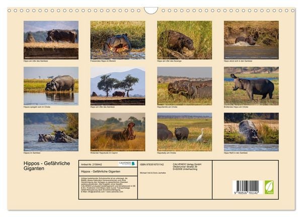 Produktbild: Hippos - Gef&auml;hrliche Giganten (Wandkalender 2026 DIN A3 quer), CALVENDO Monatskalender