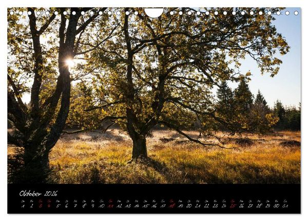 Produktbild: Hochmoor Hohes Venn (Wandkalender 2026 DIN A4 quer), CALVENDO Monatskalender