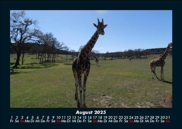Produktbild: Giraffen 2025 Fotokalender DIN A5