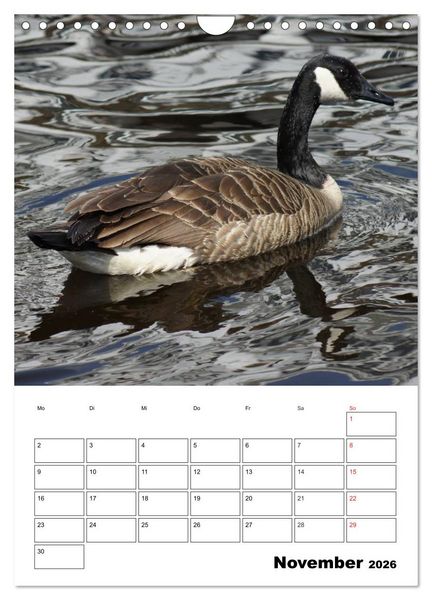 Produktbild: Gl&uuml;ckliche G&auml;nse (Wandkalender 2026 DIN A4 hoch), CALVENDO Monatskalender