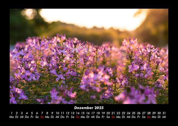 Produktbild: Blumentr&auml;ume 2025 Fotokalender DIN A3