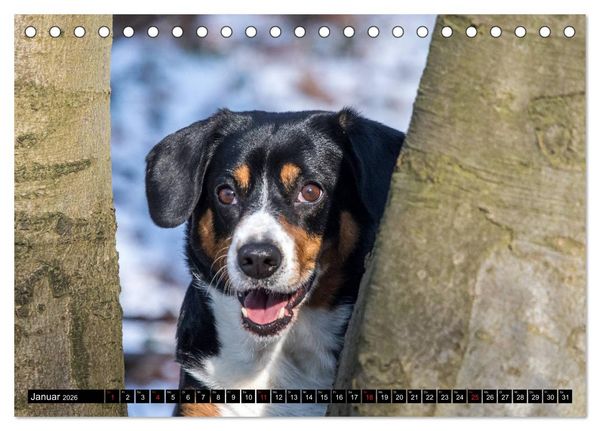 Produktbild: Entlebucher Sennenhund - treue Freunde (Tischkalender 2026 DIN A5 quer), CALVENDO Monatskalender