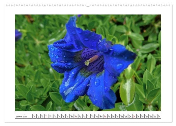 Produktbild: Alpenblumen. Bunte Welt in luftiger H&ouml;he (Wandkalender 2026 DIN A2 quer), CALVENDO Monatskalender
