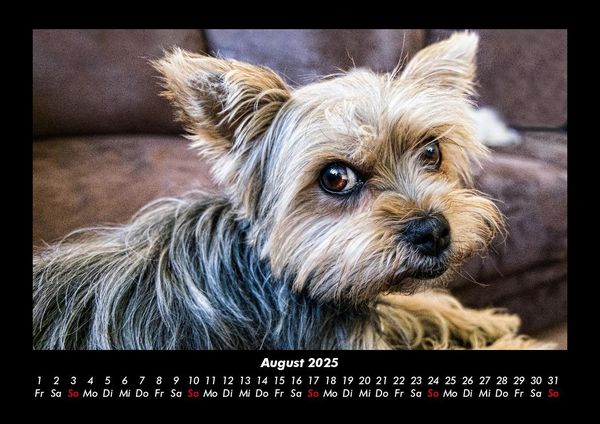 Produktbild: Hundezauber 2025 Fotokalender DIN A3