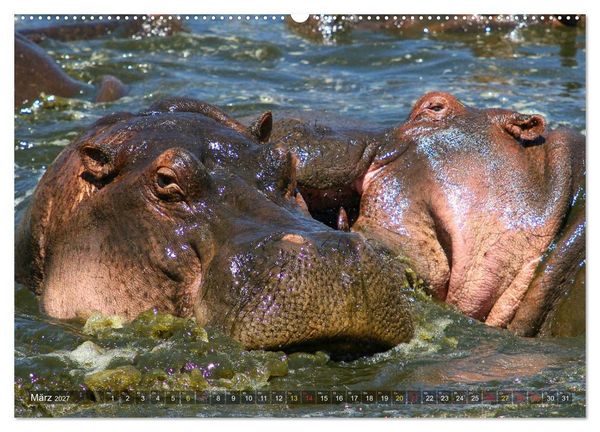 Produktbild: Hippos - Begegnungen in Afrika (hochwertiger Premium Wandkalender 2027 DIN A2 quer), Kunstdruck in Hochglanz