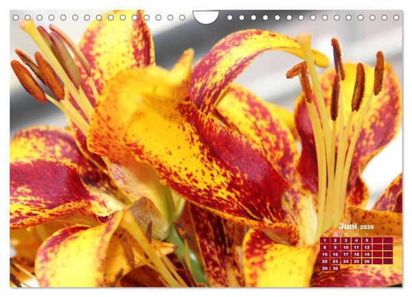Produktbild: Lilien (Lilium) (Wandkalender 2026 DIN A4 quer), CALVENDO Monatskalender