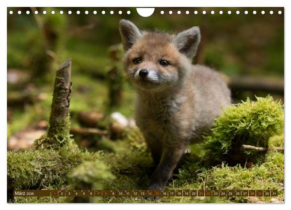 Produktbild: Bei den Jungf&uuml;chsen (Wandkalender 2026 DIN A4 quer), CALVENDO Monatskalender