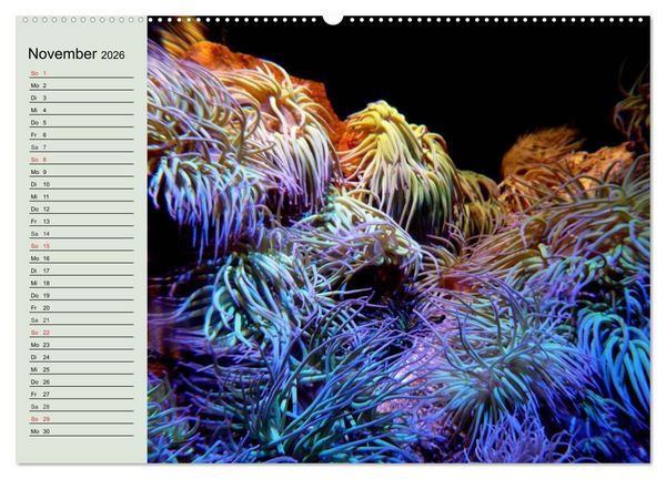 Produktbild: Die Welt der Riffe. Seesterne, Korallen, Anemonen (hochwertiger Premium Wandkalender 2026 DIN A2 quer), Kunstdruck in Hochglanz