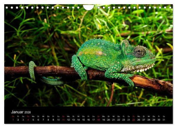 Produktbild: REPTILIEN (Wandkalender 2026 DIN A4 quer), CALVENDO Monatskalender