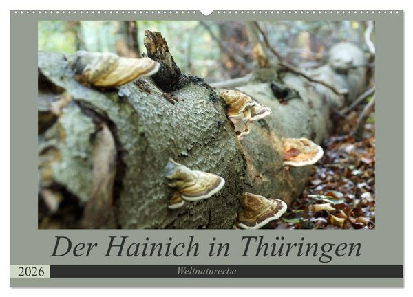 Produktbild: Der Hainich in Th&uuml;ringen - Weltnaturerbe (Wandkalender 2026 DIN A2 quer), CALVENDO Monatskalender
