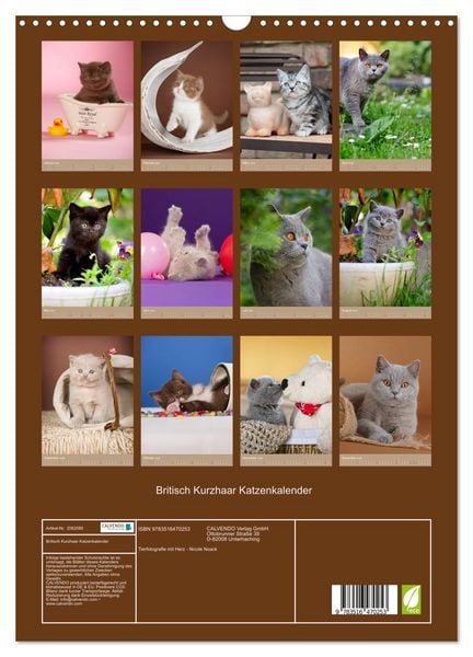 Produktbild: Britisch Kurzhaar Katzenkalender (Wandkalender 2026 DIN A3 hoch), CALVENDO Monatskalender