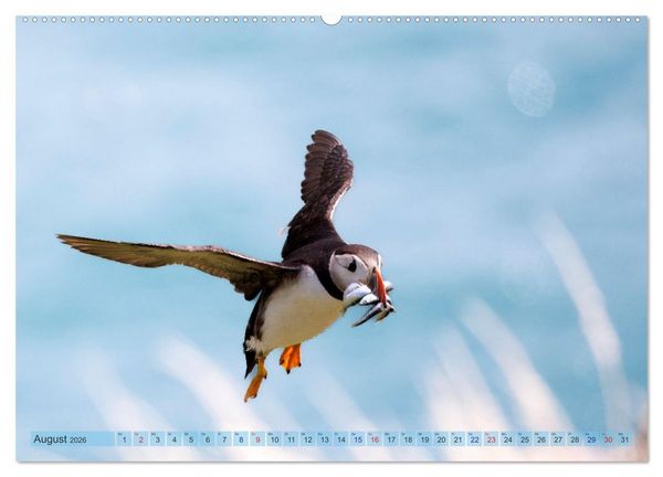Produktbild: Papageientaucher - Farbenfrohe Flieger der Natur (hochwertiger Premium Wandkalender 2026 DIN A2 quer), Kunstdruck in Hochglanz
