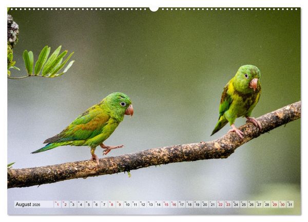 Produktbild: Phantastische Vogelwelt Costa Rica (hochwertiger Premium Wandkalender 2026 DIN A2 quer), Kunstdruck in Hochglanz