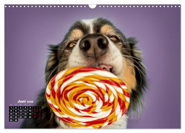 Produktbild: S&uuml;&szlig;e Schnauzen (Wandkalender 2026 DIN A3 quer), CALVENDO Monatskalender