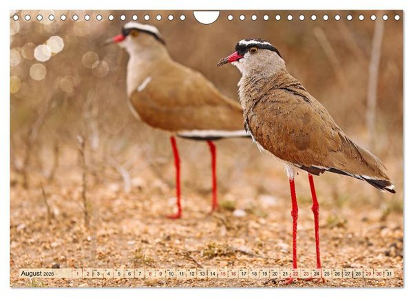 Produktbild: Afrikas Vogelwelt 2026 (Wandkalender 2026 DIN A4 quer), CALVENDO Monatskalender