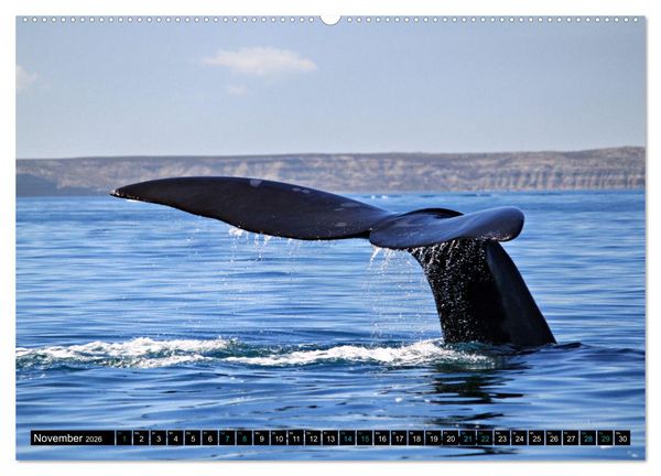 Produktbild: Big Five aus dem Ozean Hai, Delphin, Wal, Robbe, Pinguin (Wandkalender 2026 DIN A2 quer), CALVENDO Monatskalender