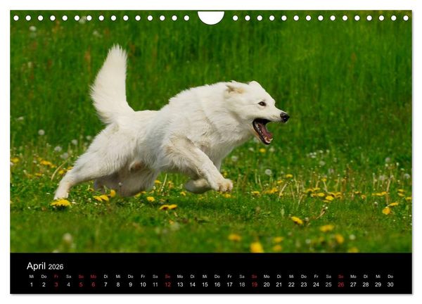 Produktbild: Wei&szlig;er Schweizer Sch&auml;ferhund (Wandkalender 2026 DIN A4 quer), CALVENDO Monatskalender