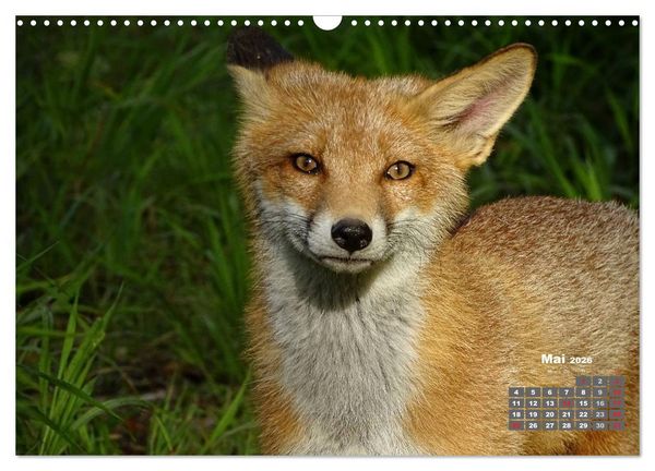 Produktbild: Familie Fuchs hautnah in Berlin (Wandkalender 2026 DIN A3 quer), CALVENDO Monatskalender