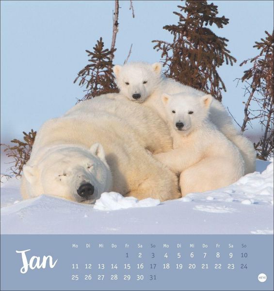 Produktbild: B&auml;renstark Postkartenkalender 2027