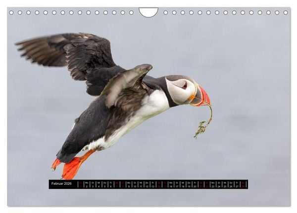Produktbild: V&ouml;gel auf Island (Wandkalender 2026 DIN A4 quer), CALVENDO Monatskalender