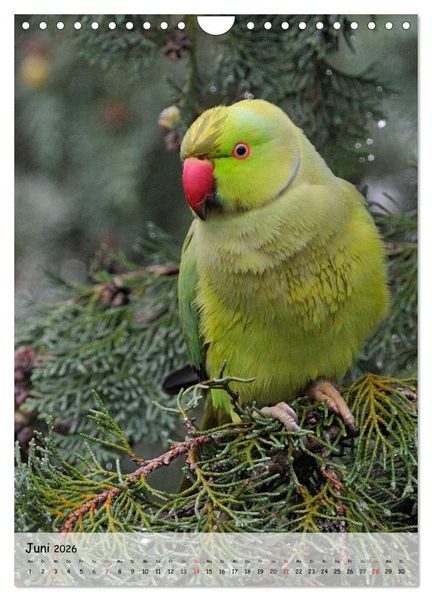 Produktbild: V&ouml;gel im heimischen Garten (Wandkalender 2026 DIN A4 hoch), CALVENDO Monatskalender