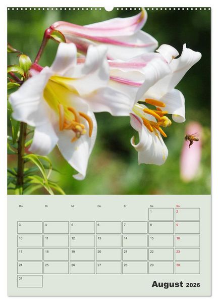 Produktbild: Lilien im Garten (hochwertiger Premium Wandkalender 2026 DIN A2 hoch), Kunstdruck in Hochglanz
