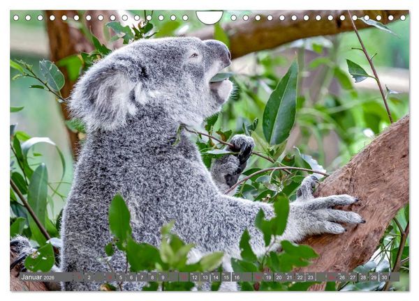 Produktbild: Koalas - Kuscheliges Symbol Australiens (Wandkalender 2026 DIN A4 quer), CALVENDO Monatskalender