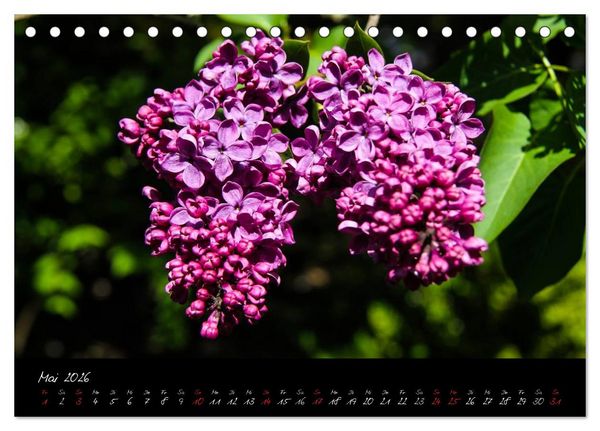 Produktbild: Butchart Gardens 2026 (Tischkalender 2026 DIN A5 quer), CALVENDO Monatskalender