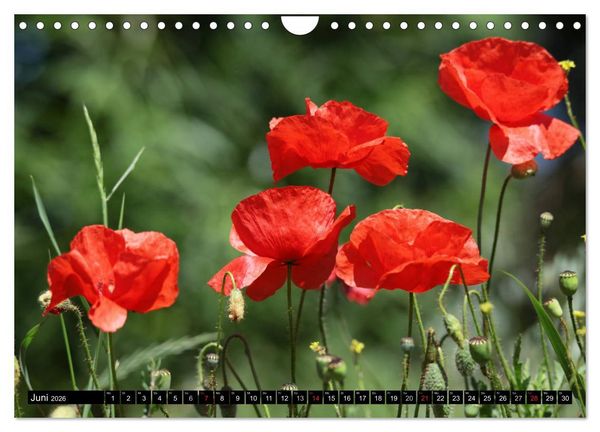 Produktbild: Mohnblumen (Wandkalender 2026 DIN A4 quer), CALVENDO Monatskalender