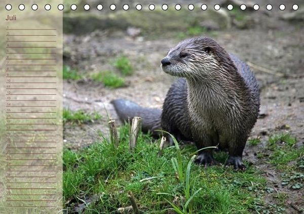 Produktbild: Fischotter Geburtstagskalender (Tischkalender immerw&auml;hrend DIN A5 quer)