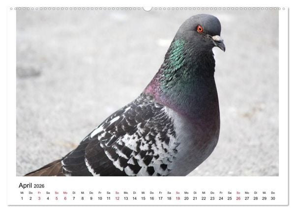 Produktbild: Geliebte Tauben (hochwertiger Premium Wandkalender 2026 DIN A2 quer), Kunstdruck in Hochglanz