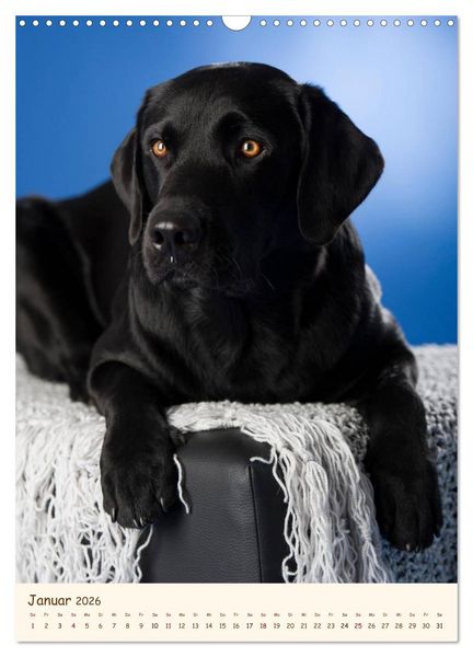 Produktbild: Labrador Retriever (Wandkalender 2026 DIN A3 hoch), CALVENDO Monatskalender