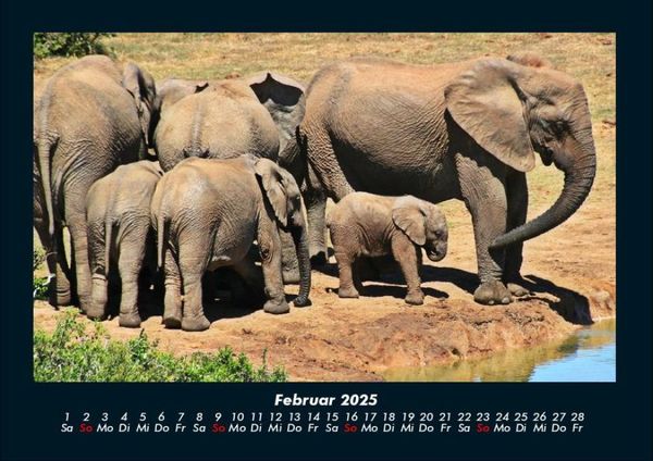 Produktbild: Elefanten 2025 Fotokalender DIN A4