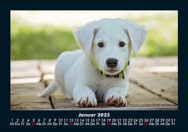 Produktbild: Hunde 2025 Fotokalender DIN A5