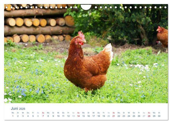 Produktbild: Tierisches Leben auf dem Bauernhof 2026 (Wandkalender 2026 DIN A4 quer), CALVENDO Monatskalender