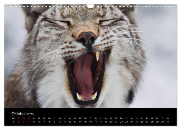 Produktbild: Der Luchs (Wandkalender 2026 DIN A3 quer), CALVENDO Monatskalender
