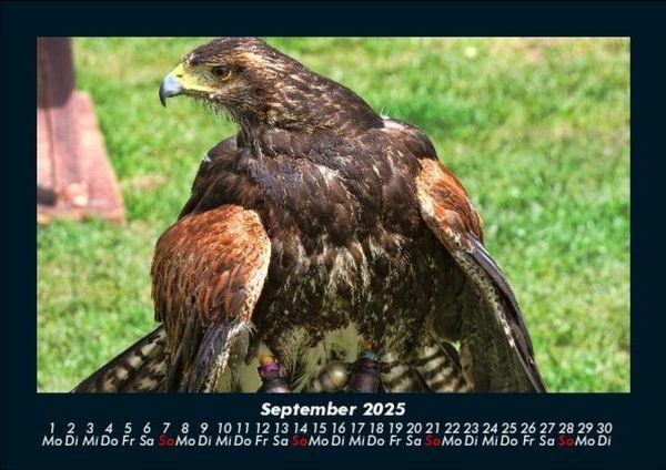 Produktbild: Welt der V&ouml;gel 2025 Fotokalender DIN A5