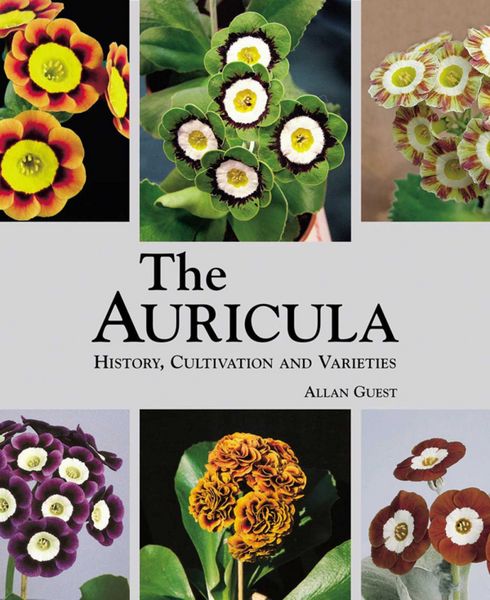 Produktbild: Auricula