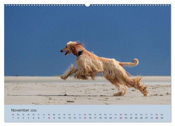 Produktbild: AFGHANISCHE WINDHUNDE 2026 (hochwertiger Premium Wandkalender 2026 DIN A2 quer), Kunstdruck in Hochglanz