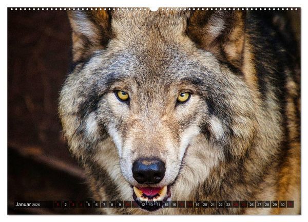 Produktbild: Begegnung mit dem Wolf (hochwertiger Premium Wandkalender 2026 DIN A2 quer), Kunstdruck in Hochglanz